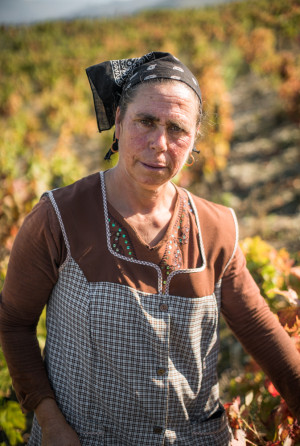 Grape Picking, Wine Making, Douro River Valley, Portugal